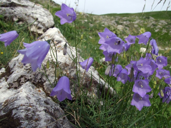 Campanula scheuchzeri / Campanula di Scheuchzer